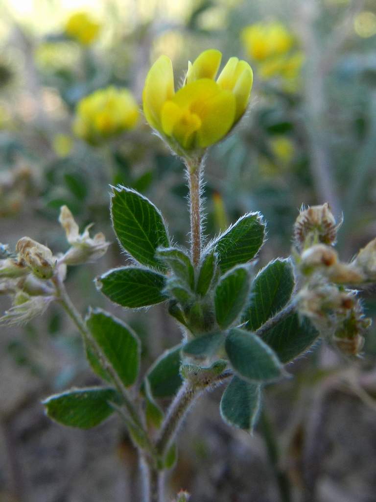 Medicago minima / Erba medica minima